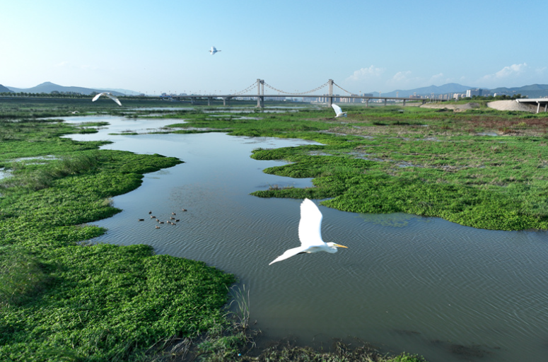 河南淅川：清清灌河鹭鸟飞