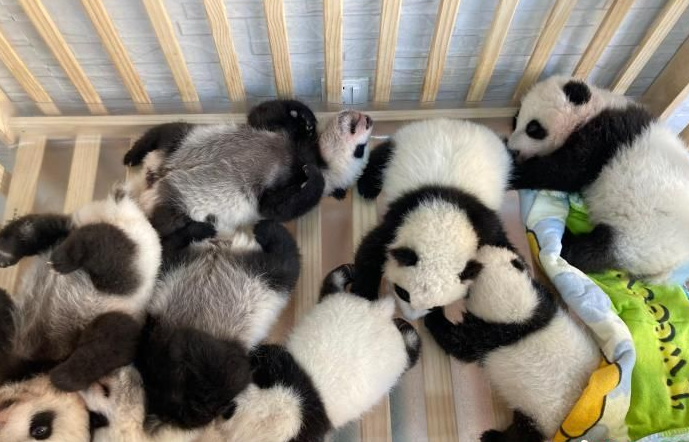 秦岭大熊猫研究中心人工繁育大熊猫种群数量达49只