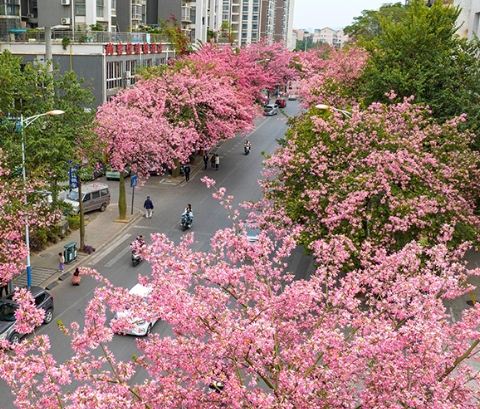 广西柳州：“粉色花路”景如画