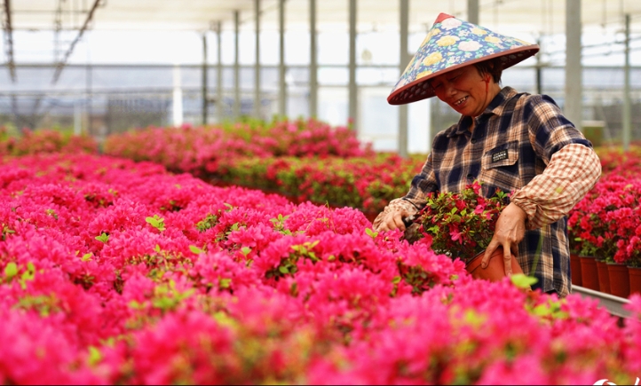 浙江嘉善：杜鹃织“锦绣” 花海引客来