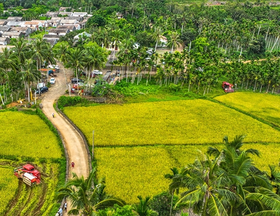 海南定安：收割早稻