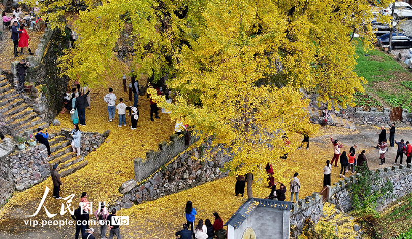 湖北谷城：千年银杏披“金装”