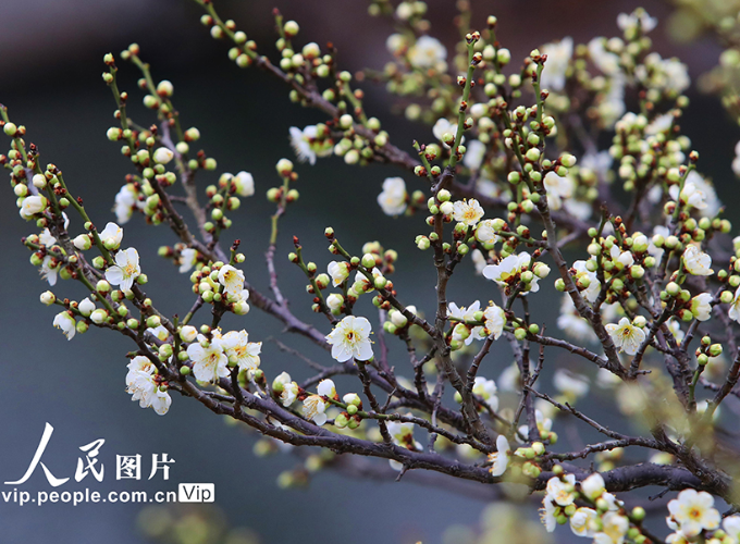 江苏苏州：拙政园早梅花开引客来