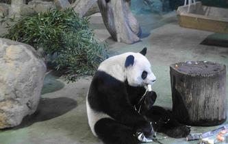 台北市动物园为团团圆圆过13岁生日