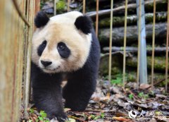 中国大熊猫保护研究中心成功诱捕即将放归的大熊猫“八喜”、“映雪”