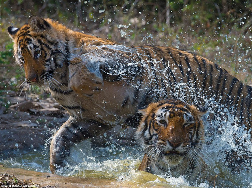 美丽照片展现印度野生动物奇观