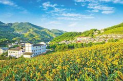 振兴乡村，“制度性供给”为何重要？
