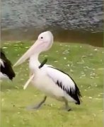 “鸟坚强” 澳大利亚一只鹈鹕身上插刀行走