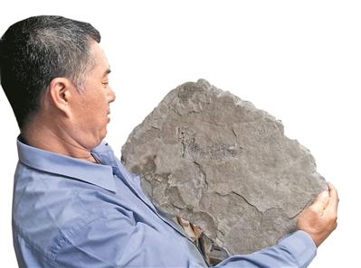 “石痴”让专家也惊叹：满屋的“宝贝”化石