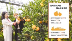 一颗柑橘转型的“苦酸甜”——来自椪柑之乡浙江衢州的三产融合调查