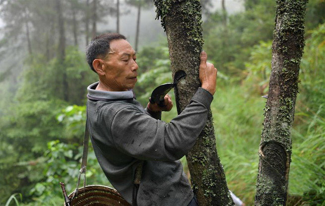 大山里的割漆手艺人