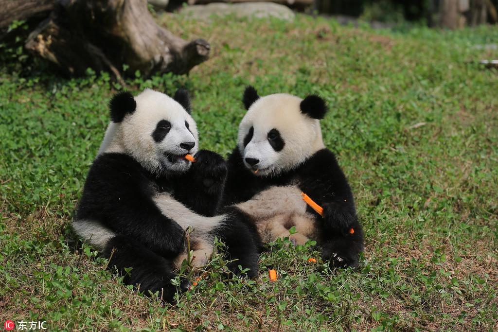 为“国宝”取名 都江堰4只大熊猫宝宝面向全球征名