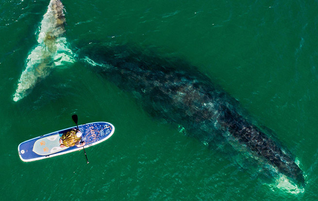 航拍俄罗斯海湾克弓头鲸 海洋巨兽与冲浪者和谐同游