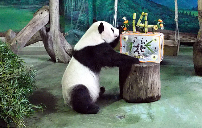 14岁啦！大熊猫团团圆圆台北庆祝生日 憨态可掬淡定啃蛋糕