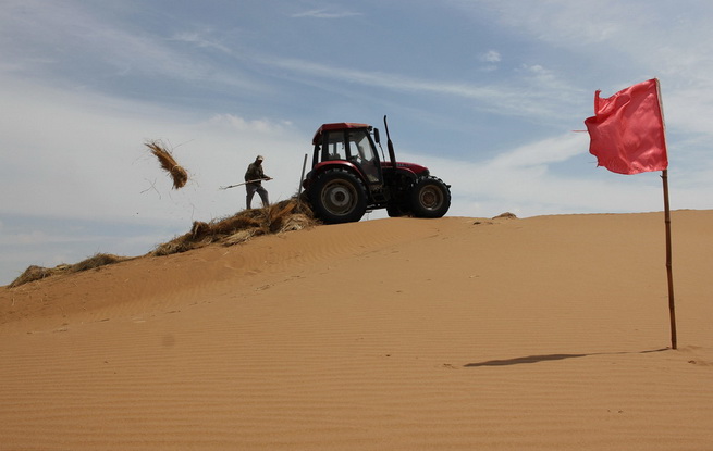 他们每天进入沙漠工作 用一把铁锹一捆麦草降服沙漠