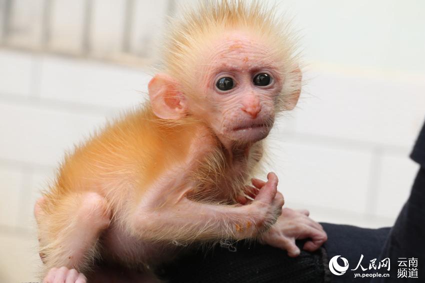 云南普洱：国家一级保护野生动物北豚尾猴幼崽获救