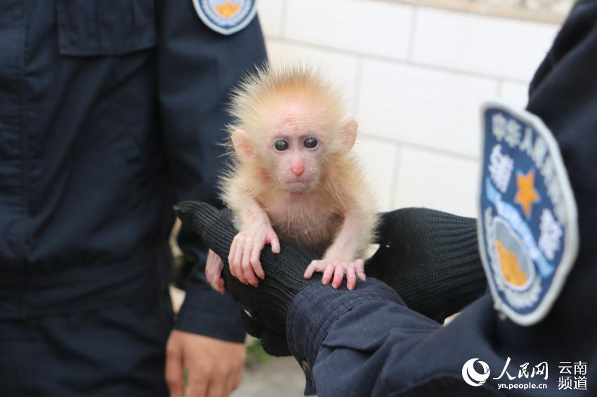 国家一级保护野生动物北豚尾猴幼崽获救 朱福波 摄