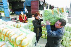 北京大白菜价格降至近5年最低 批发价0.2元-0.25元/斤