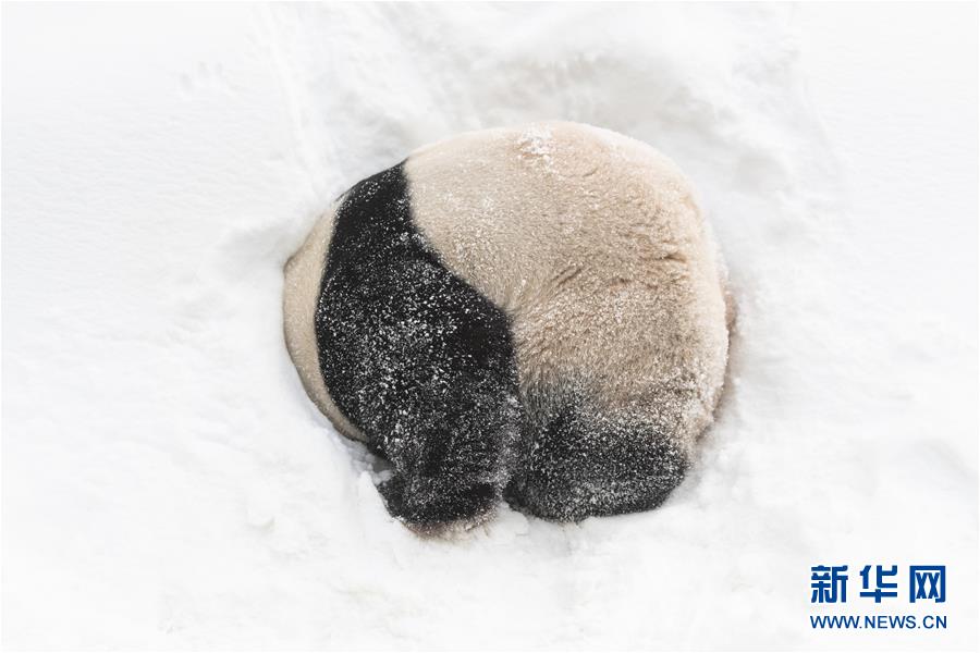 （视·觉）雪地里撒欢的新花样