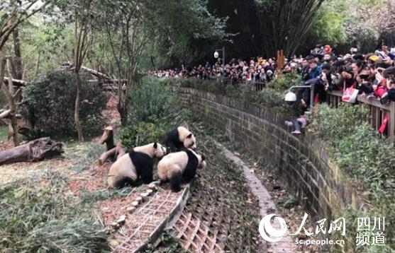 女童攀坐护栏不慎跌入大熊猫活动场，安保人员果断施救（图片由网友提供）