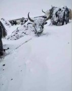 青海玉树发生雪灾 多方驰援抗灾保畜