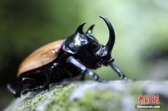 全球昆虫数目持续减少 专家警告百年后恐遭灭绝