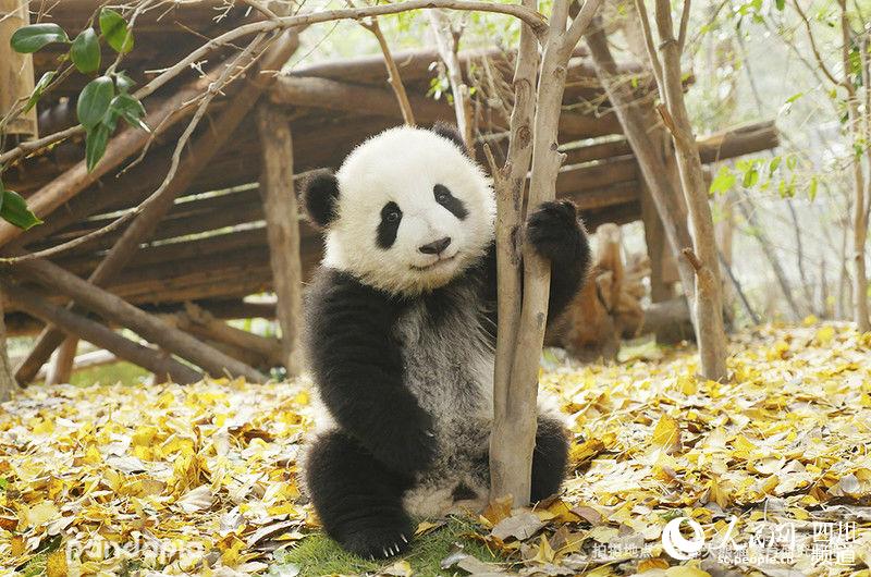 2018级大熊猫兰萌（图片由成都大熊猫繁育研究基地提供）