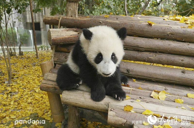 2018级大熊猫川仔 （图片由成都大熊猫繁育研究基地提供）