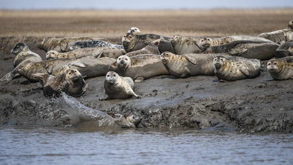 3月28日，斑海豹在辽宁盘锦辽河入海口滩涂上休息。新华社记者 潘昱龙 摄