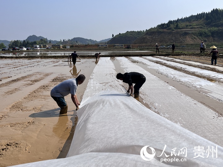 贵阳市堰塘村水稻播种现场。人民网 陈洁泉摄